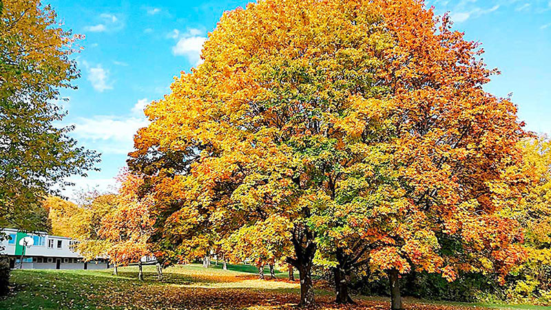 Seminarhauspartner.Blog - Gruppenaktivitäten im Herbst - Ferienland Hübingen - Herbstbaum
