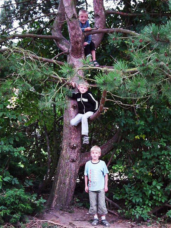 Ferienanlage Schönhagen - Kinder auf Baum